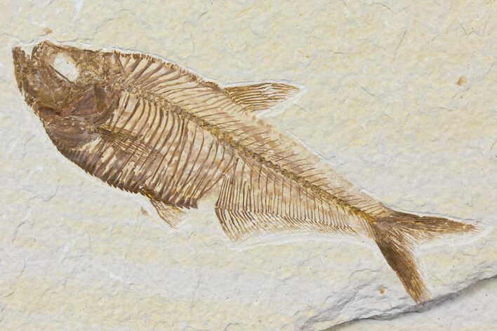 Detailed Fossil Fish (Diplomystus) - Wyoming #116771